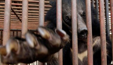 South Korea to end breeding of bears and extraction of their bile | National News