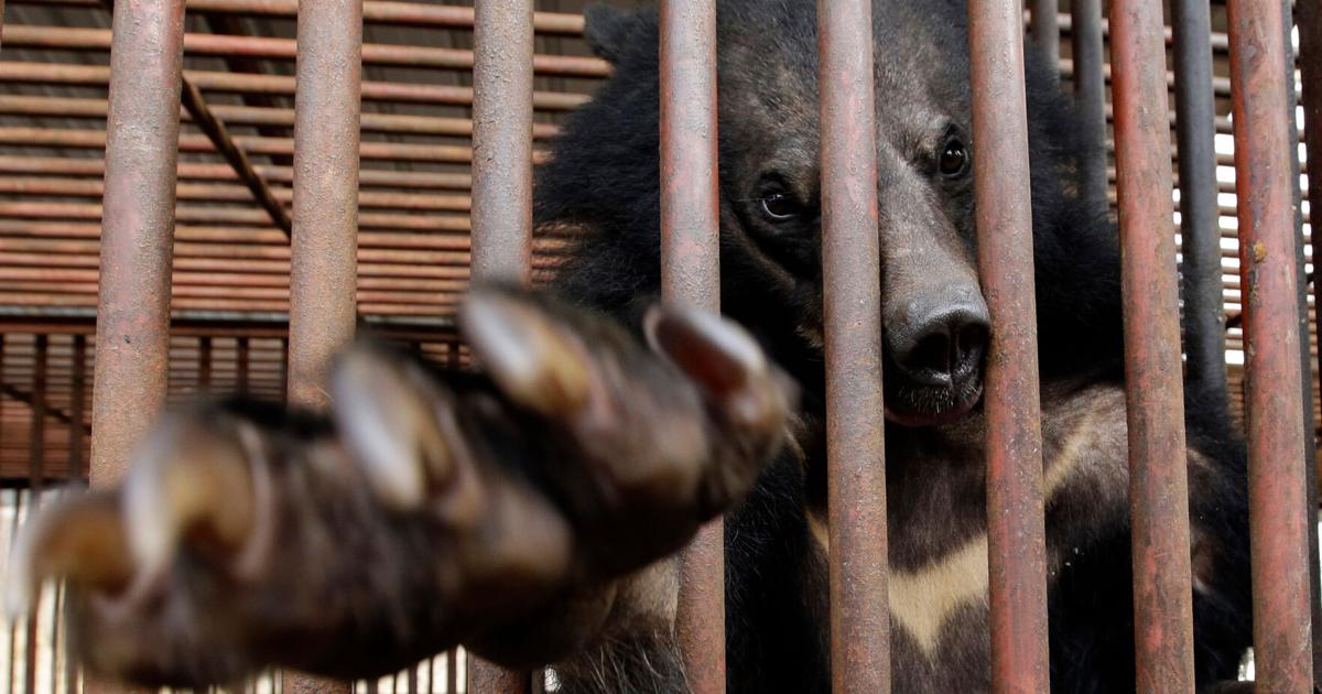 South Korea to end breeding of bears and extraction of their bile | National News