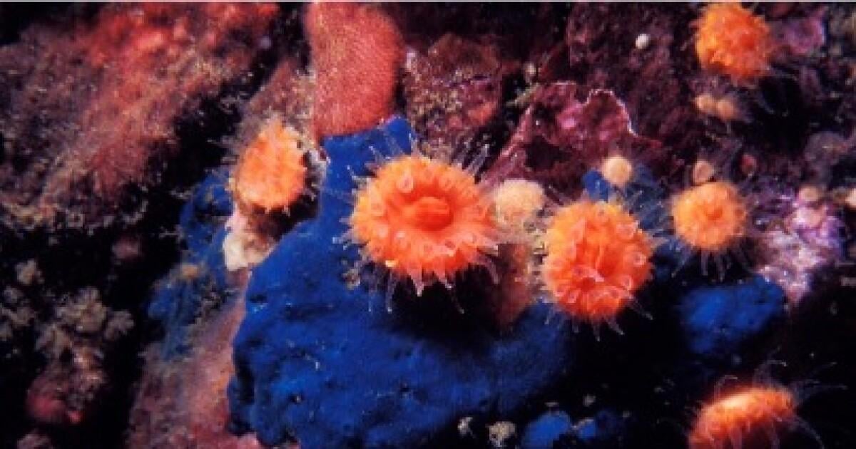 Tiny cup corals show accelerating ocean acidification in the Salish Sea