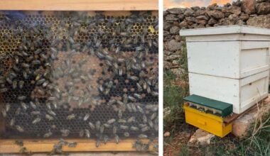 Project launched to protect Malta’s beekeepers and honey bees