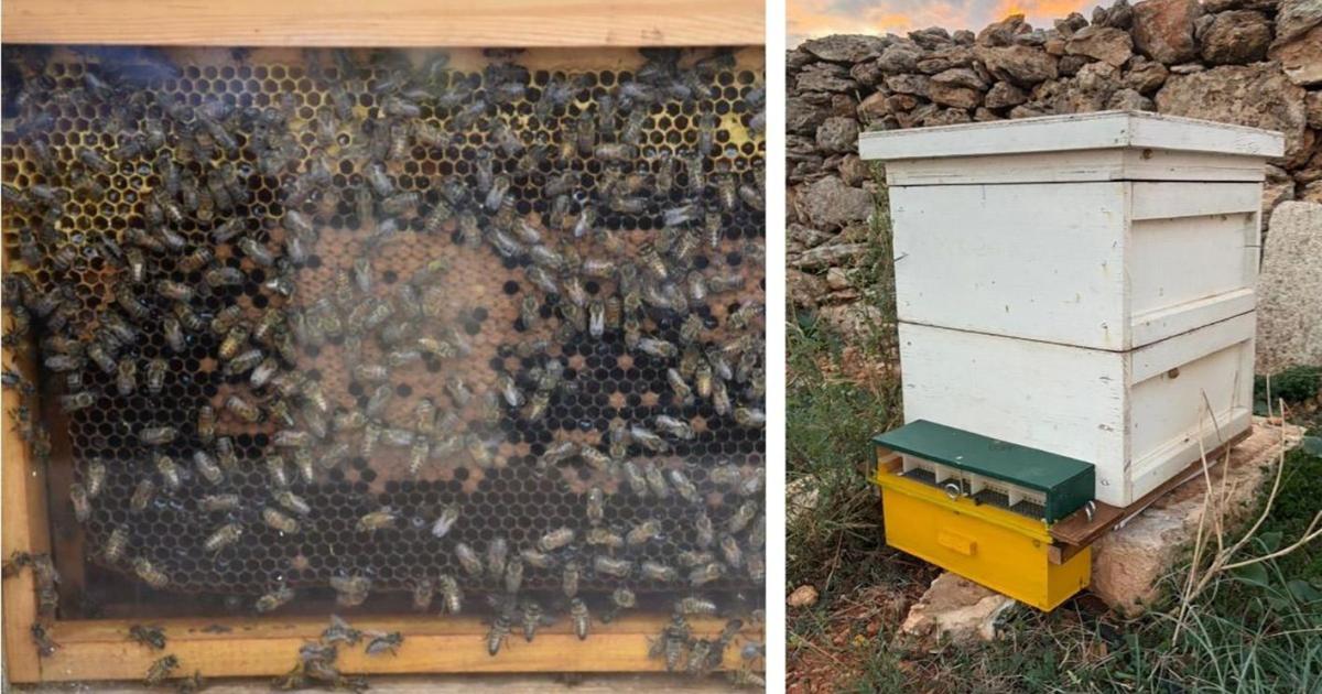 Project launched to protect Malta’s beekeepers and honey bees