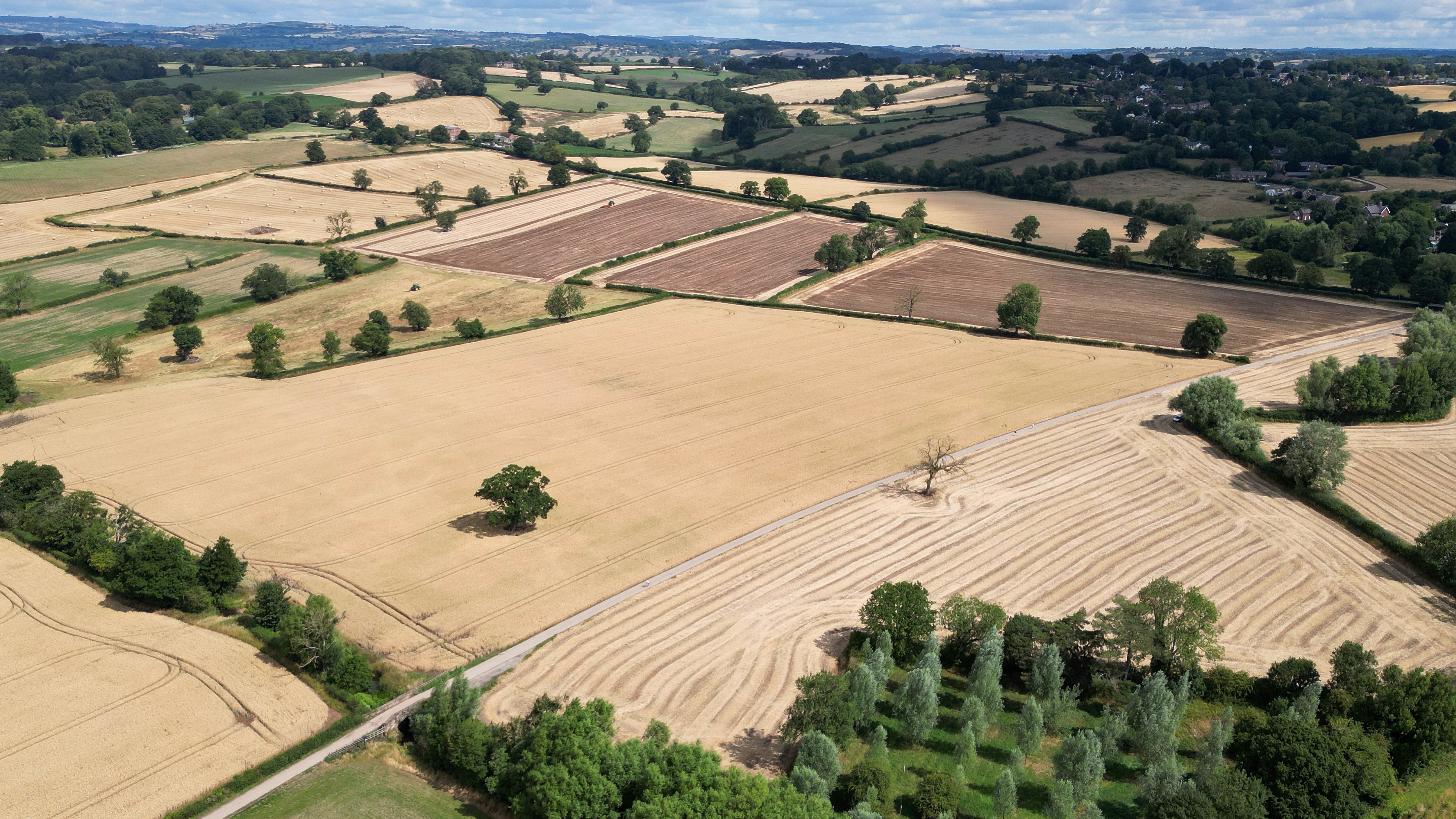Parched fields in Derbyshire tell the wider story: the second-worst harvest on record, pushing up feed costs and quietly reshaping the vegetables on your Christmas plate