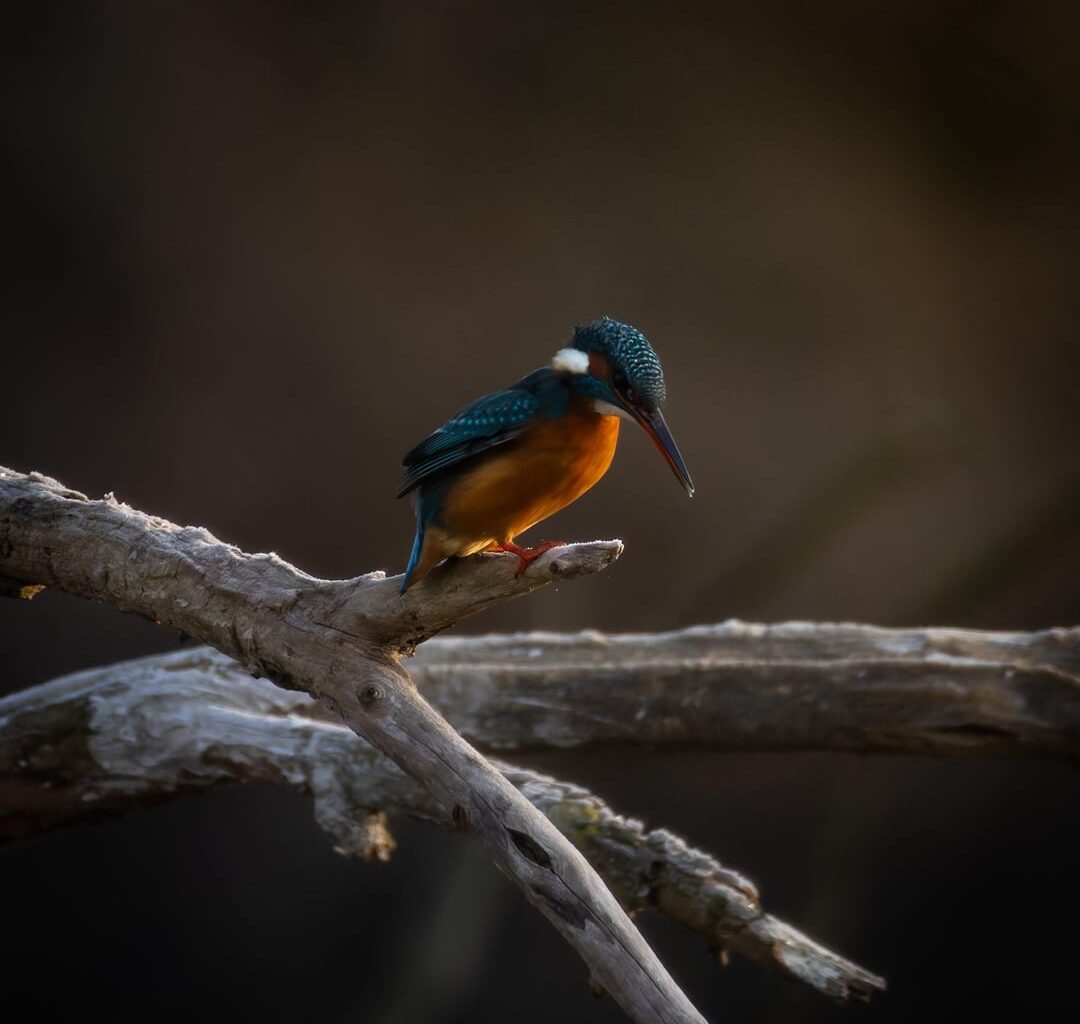 Ich bin zwei Stunden lang bei -6°auf dem gefrorenen Boden gelegen, aber kurz bevor Ich meine Beine nicht mehr spüren konnte habe Ich endlich die Bilder bekommen, die Ich wollte um 2025 abzuschließen.