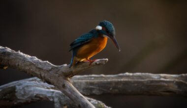 Ich bin zwei Stunden lang bei -6°auf dem gefrorenen Boden gelegen, aber kurz bevor Ich meine Beine nicht mehr spüren konnte habe Ich endlich die Bilder bekommen, die Ich wollte um 2025 abzuschließen.