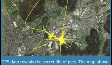 Pet cats kill ~400 million animals per year in Australia, even though AU's pet cat population is just ~5 million. Despite the threat to endangered wildlife, some states ban restrictions on cats' freedom of movement. However, polls find strong support for stricter cat containment—66%, vs 8% opposed