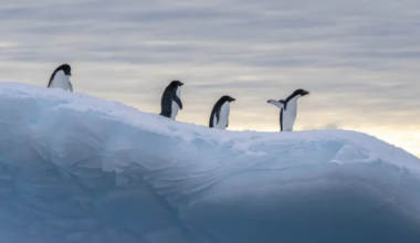 Labi jaunumi no Antarktīdas - ozona caurums sašaurinās