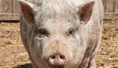 Ali praznujete najpomembnejši slovenski praznik - koline?