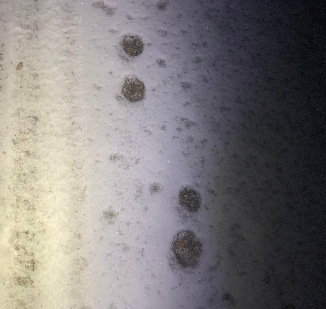 Is this the pawprint of a Eurasian Lynx?