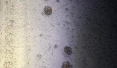 Is this the pawprint of a Eurasian Lynx?