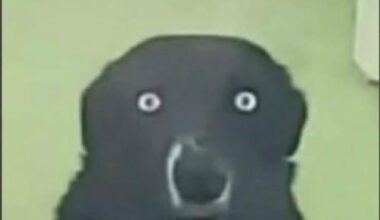 Le cambrioleur: c’est quoi ce bruit… J’entends des baloches qui claquent..