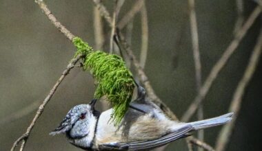 Haubenmeise auf Futtersuche