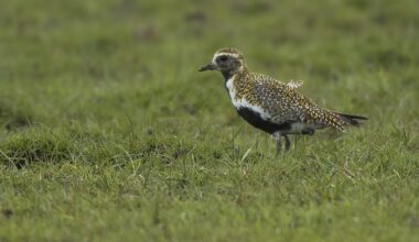 >New Science Shows Even Modest Road Traffic Disrupts Key Icelandic Bird Habitats, #ornithology news via @RareBirdAlertUK