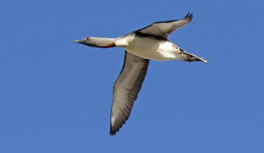 Nabu verliert vor Gericht: Windpark darf Seetaucher vor Sylt stören