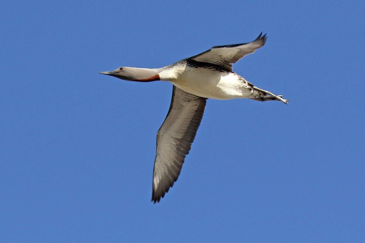 Nabu verliert vor Gericht: Windpark darf Seetaucher vor Sylt stören