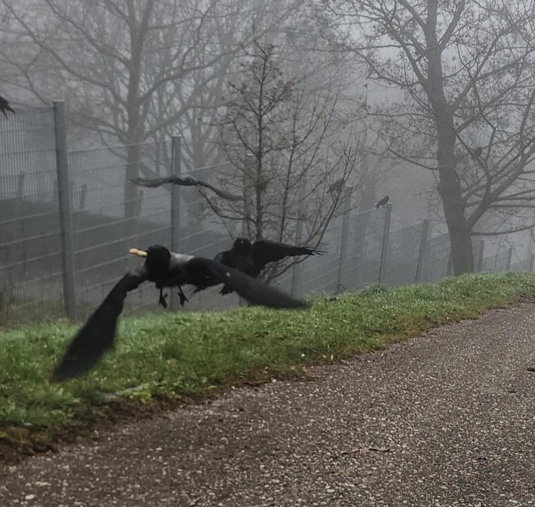 Ich liebe diese gefiederten Kreaturen