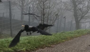 Ich liebe diese gefiederten Kreaturen