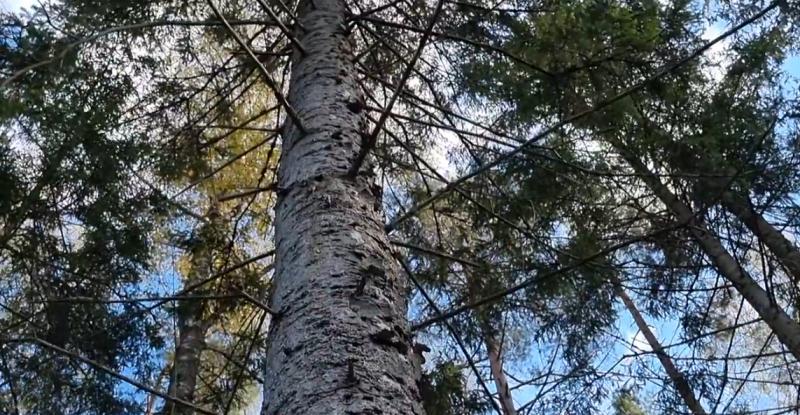 Imperija perka Baltijos miškus - Mokslo ir technologijų pasaulis