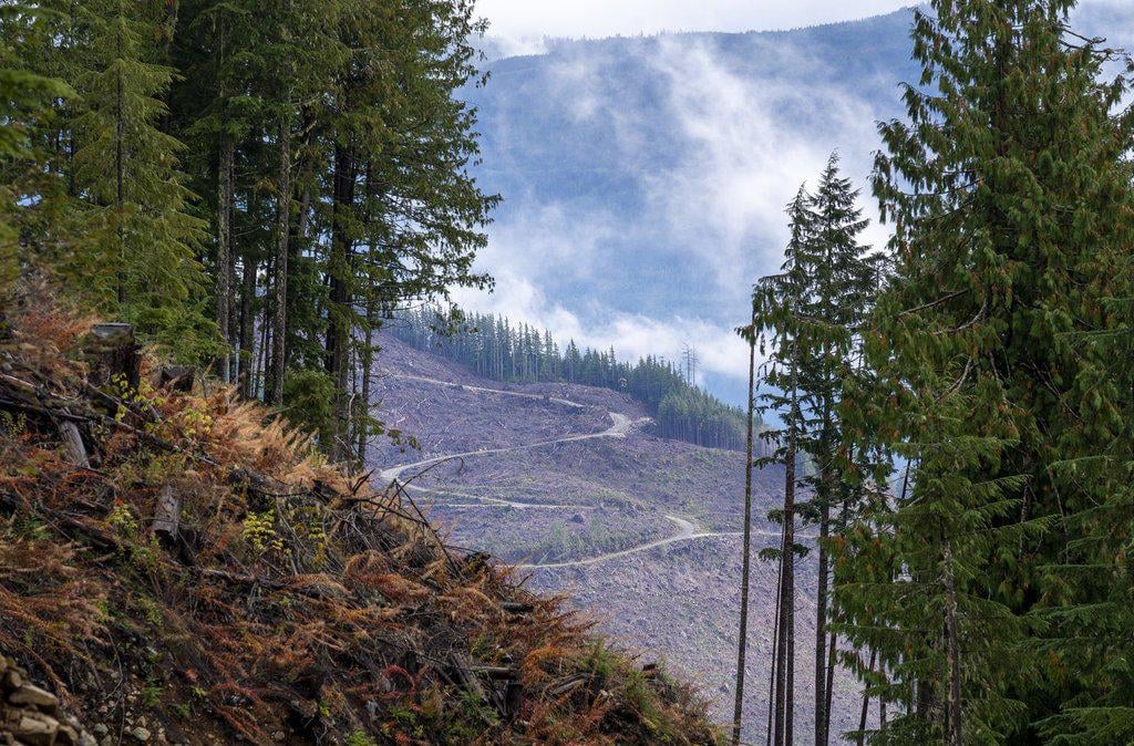 Document reveals approval to harvest remnant old-growth in B.C.'s northwest