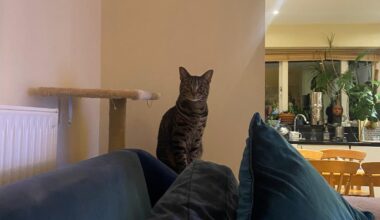 Lost a Cat in the flat. Any help?? Never heard anyone else having this issue before...