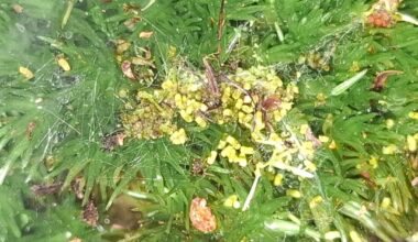 Moosmilben (?) + Eier (?) + Raupe in Flaschengarten