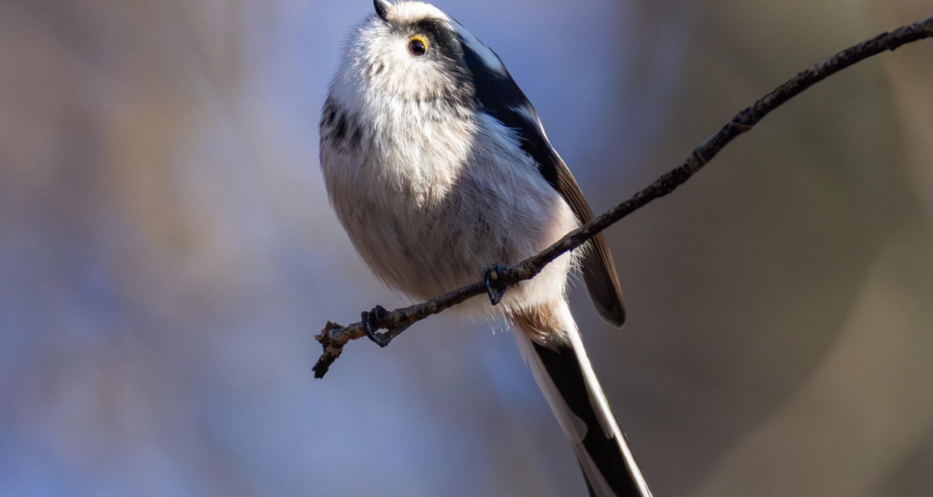 Die Schwanzmeise – ein fliegender Wattebausch