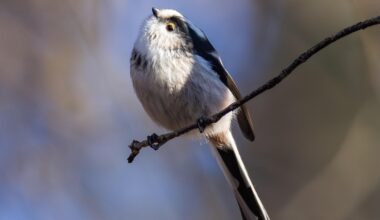 Die Schwanzmeise – ein fliegender Wattebausch
