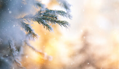 Ще вали ли сняг до края на годината: Какво показват най-актуалните прогнози