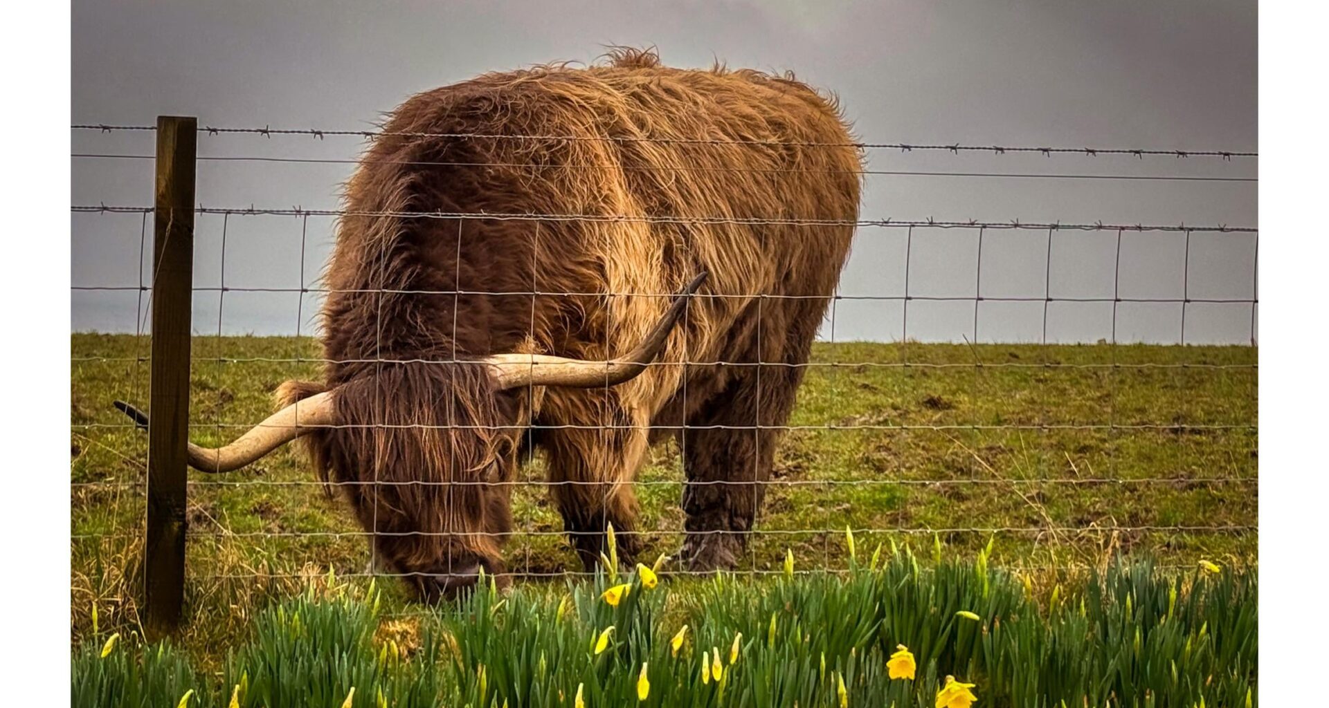 Scottish Coo