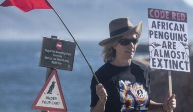 62,000 African Penguins Starving to Death Highlights Humanity-Driven Extinction Crisis | “If a species as iconic as the African penguin is struggling to survive,” said one researcher, “it raises the question of how many other species are disappearing without us even noticing.”