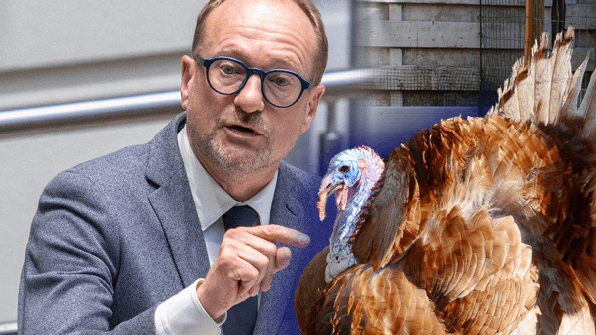 Net voor kerst bereiken Vlaamse ministers een ‘kalkoenakkoord’: “We beseffen dat mensen hier lacherig over zullen doen”