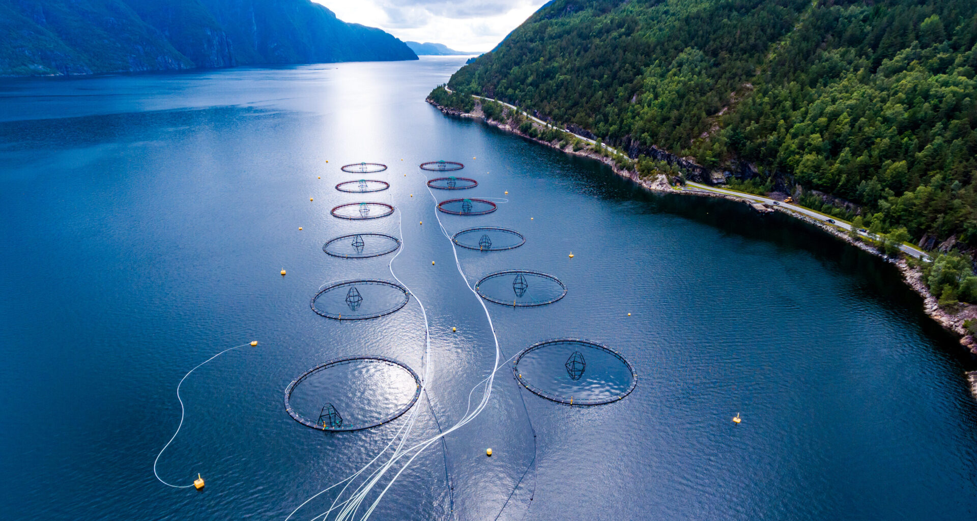 Norway salmon spot prices correct for New Year's week, as Chile, Scots continue to firm