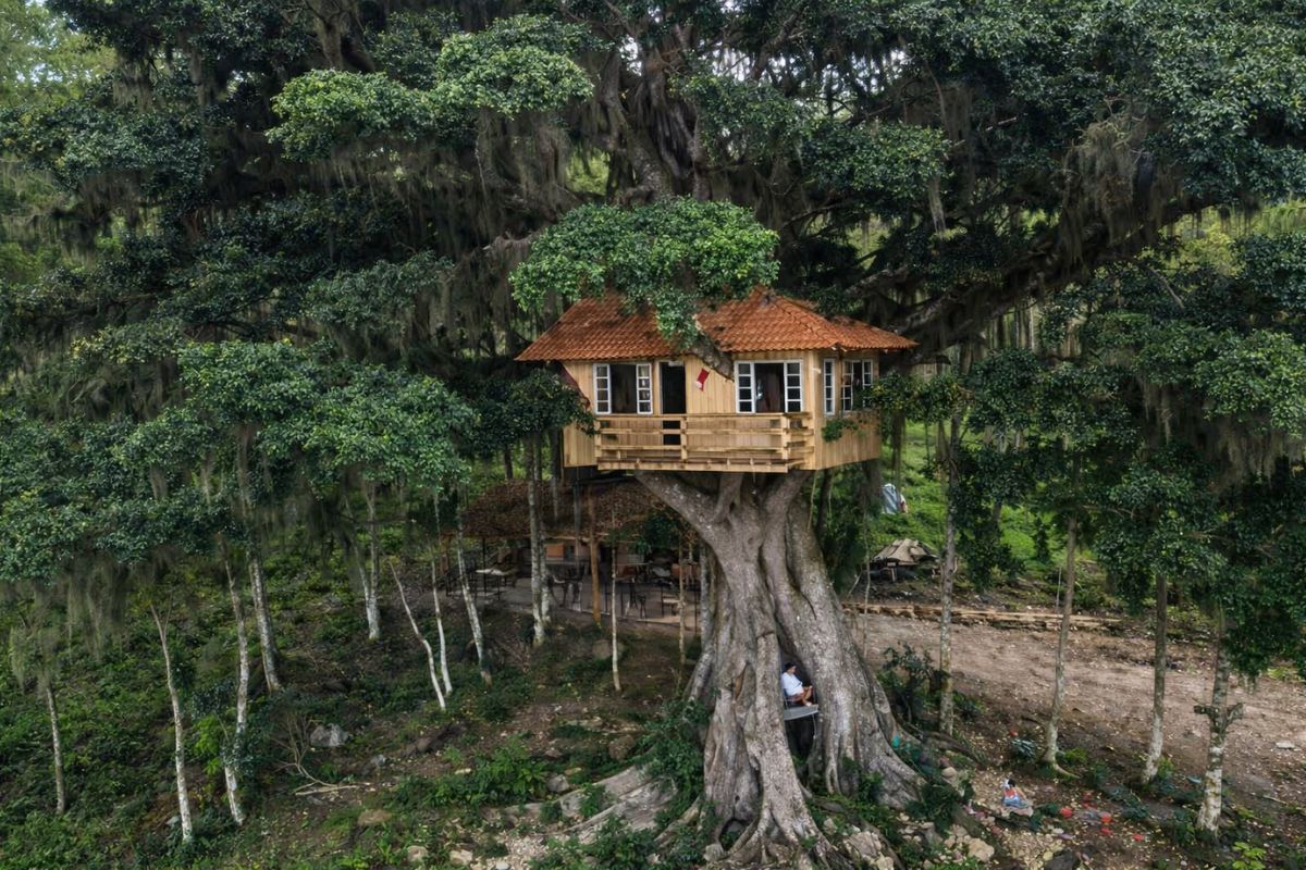 Agricultor constrói casa sozinho a 11 metros de altura em figueira centenária, trabalha à noite, usa madeira, evita pregos, realiza sonho de infância e transforma cidade