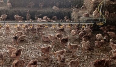 Grippe aviaire en province de Luxembourg : les éleveurs épargnés prennent des mesures