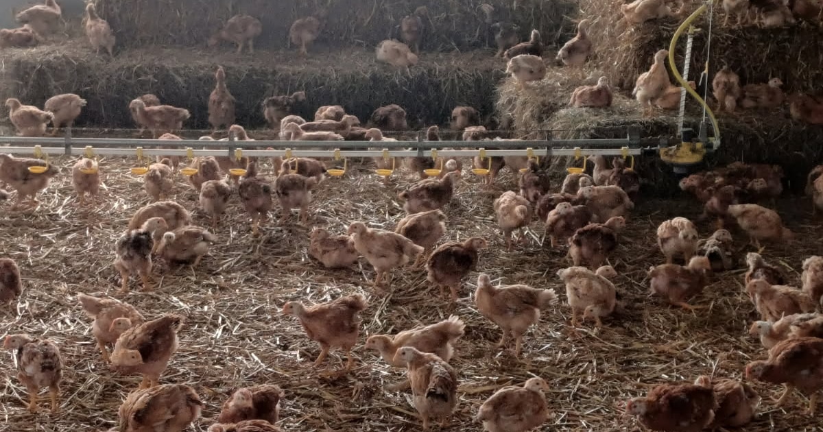 Grippe aviaire en province de Luxembourg : les éleveurs épargnés prennent des mesures