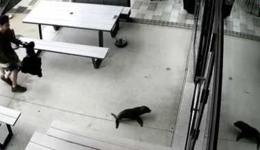 Watch: Baby fur seal wanders into New Zealand bar
