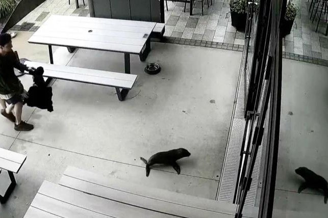 Watch: Baby fur seal wanders into New Zealand bar