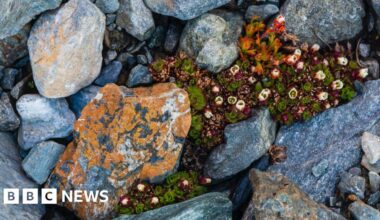 BBC taken to secret location in Welsh mountains to find rare plant