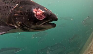 Gruesome images of disfigured salmon uncovered on Scots fish farms linked to supermarkets