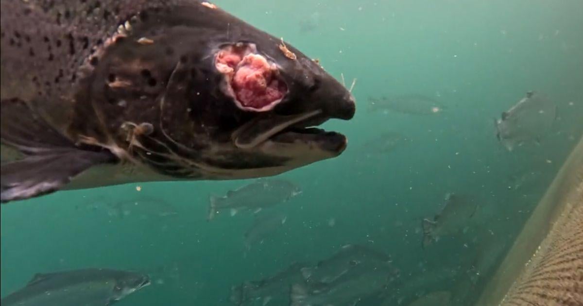 Gruesome images of disfigured salmon uncovered on Scots fish farms linked to supermarkets