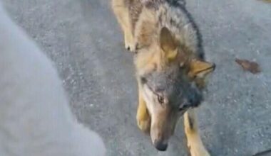 Wolf loopt wandelaars achterna op Dwingelderveld, provincie spreekt van 'probleemsituatie'