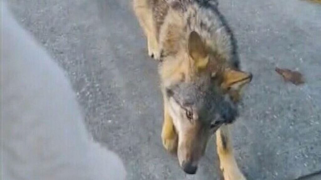 Wolf loopt wandelaars achterna op Dwingelderveld, provincie spreekt van 'probleemsituatie'