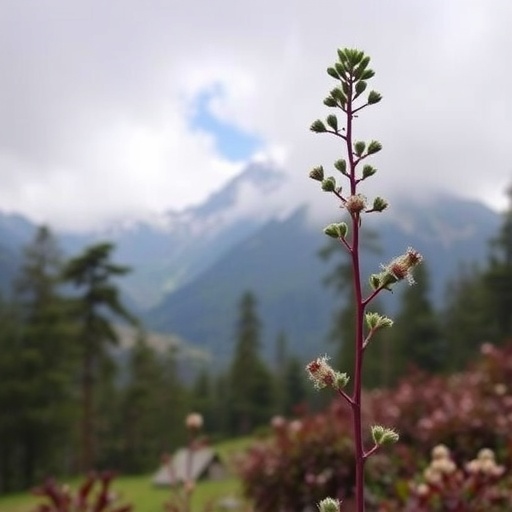 Climate Change Threatens Ethnomedicinal Plants in Himalayas