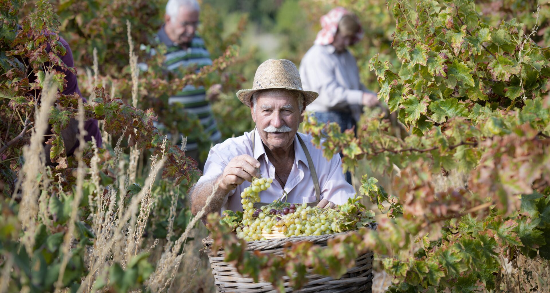 cover Commandaria secures Unesco heritage status