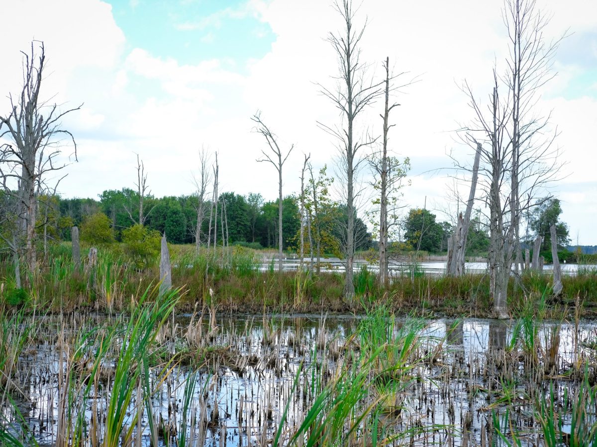 Three Great Lakes States at Greatest Risk as EPA Rolls Back Wetland Protections