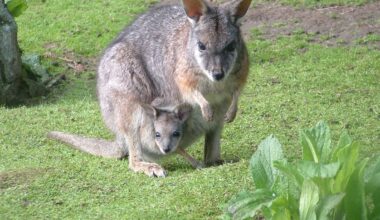 Bay of Plenty wallaby infestation: 2000 controlled this year
