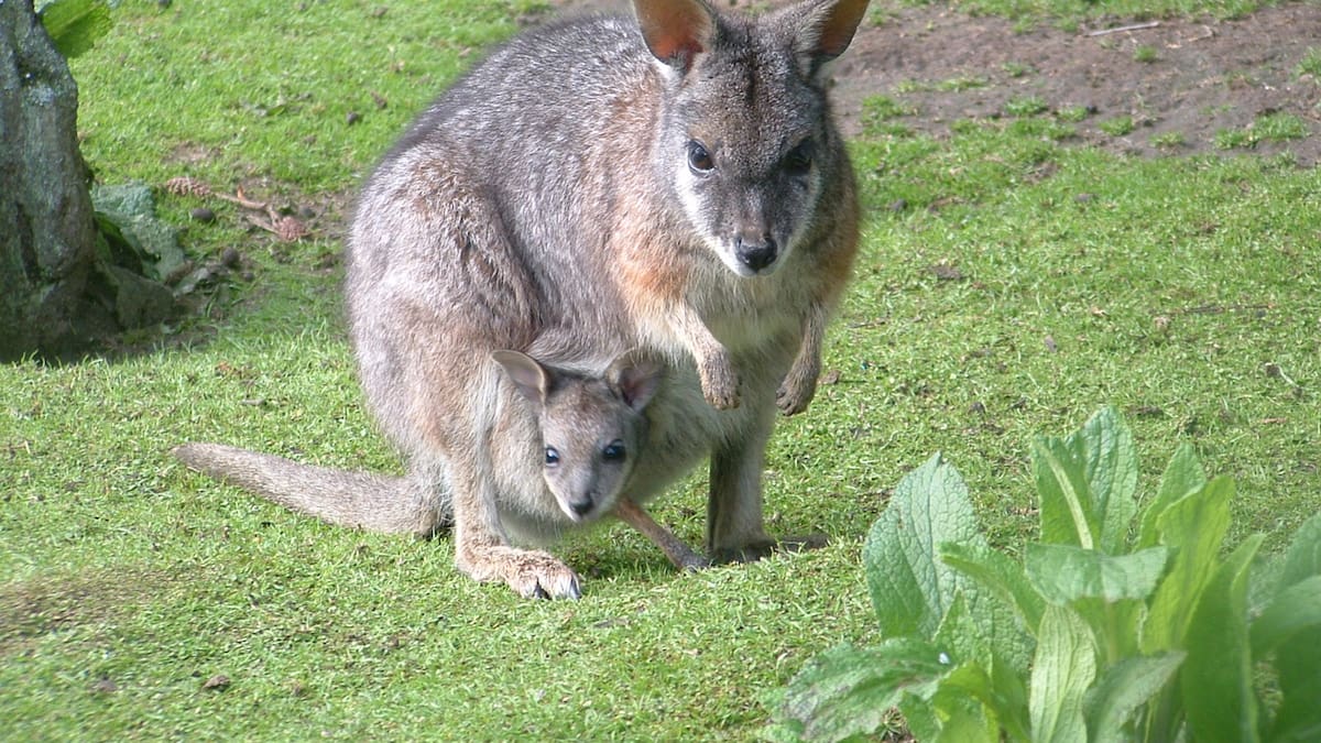 Bay of Plenty wallaby infestation: 2000 controlled this year