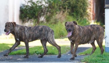 Roaming dog reports rise in Western Bay and Tauranga, but attacks down