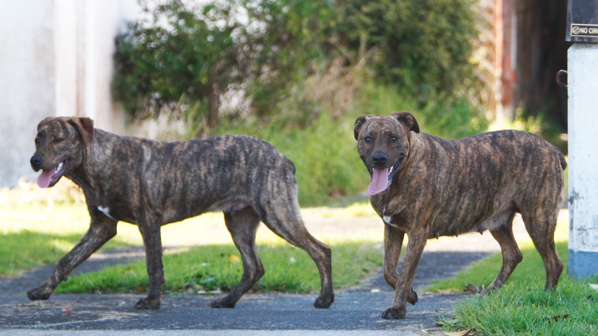 Roaming dog reports rise in Western Bay and Tauranga, but attacks down