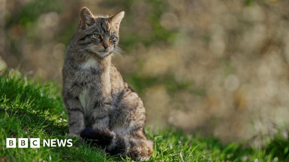 Project to save Scottish wildcats had 'successful' first year