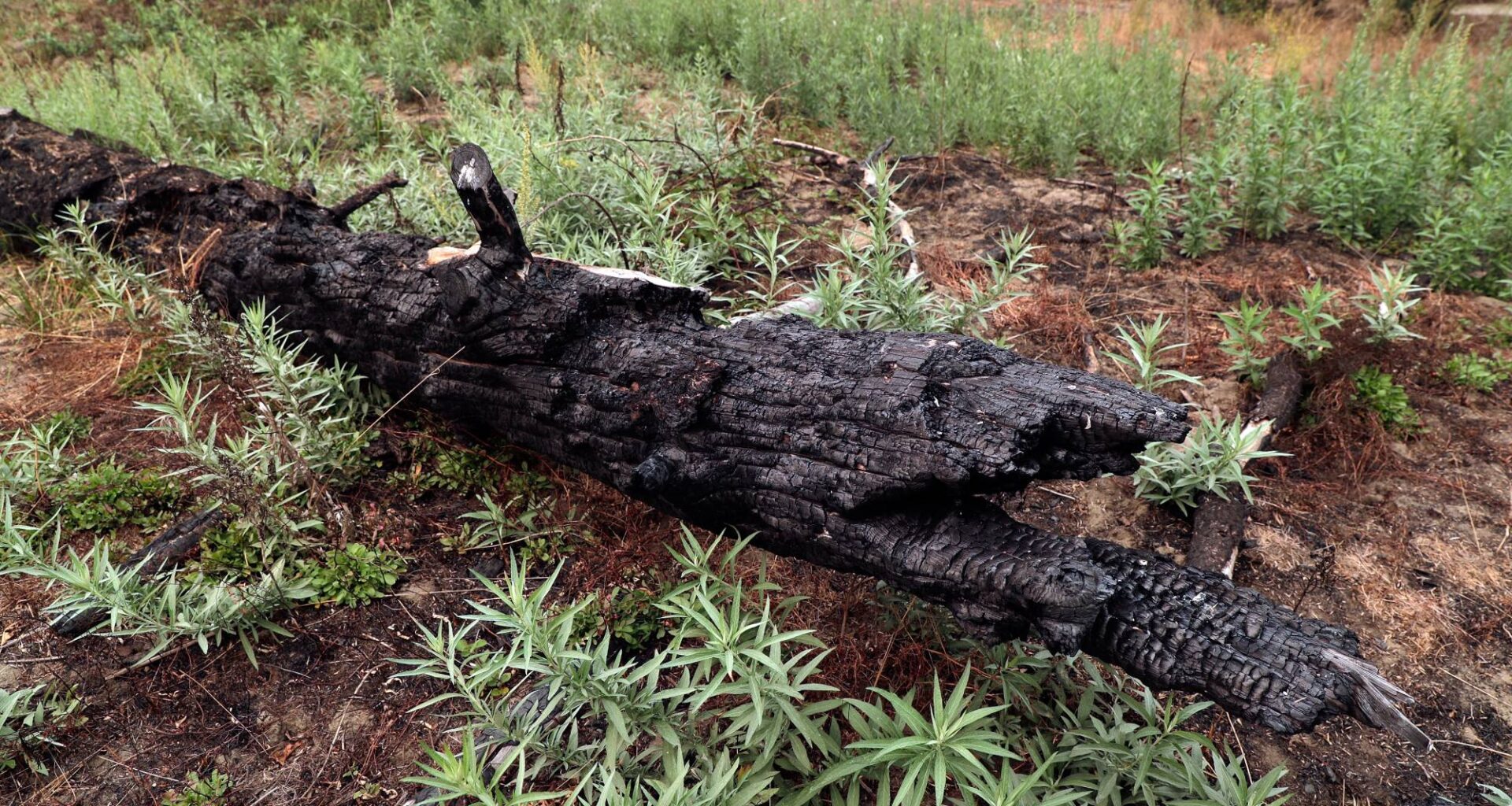 Traditional Knowledge Meets Science in Northern California Tribe's Environmental Planning